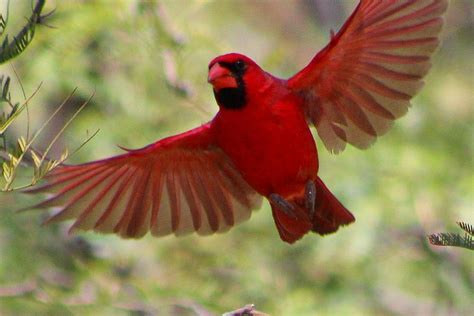 Northern Cardinal in flight