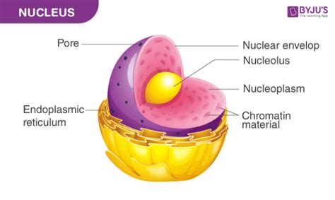 Nucleus structure and function