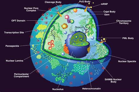 Nucleus