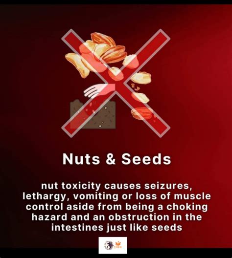 Nuts and seeds can be toxic to dogs