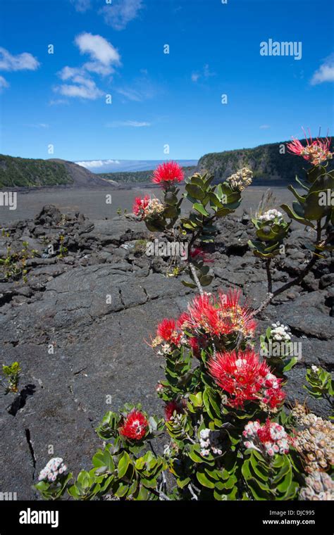 Ohia Tree