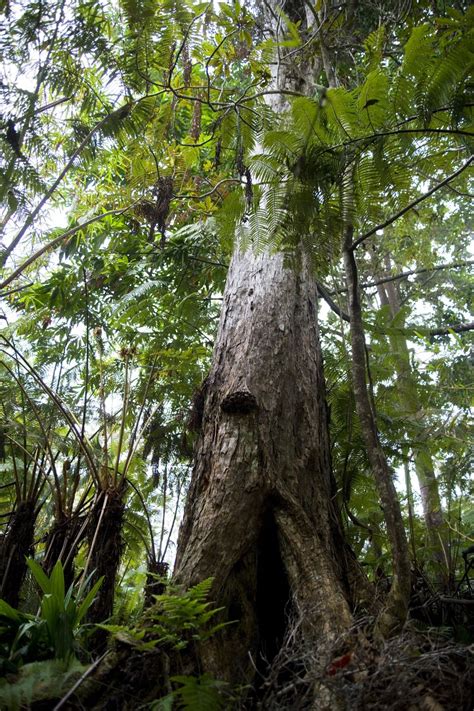 Ohia Tree Forest