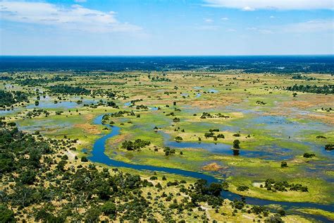 Hippos in the Okavango Delta Reserve