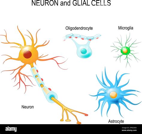 Oligodendrocytes