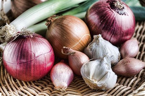 Onions and garlic can be toxic to dogs