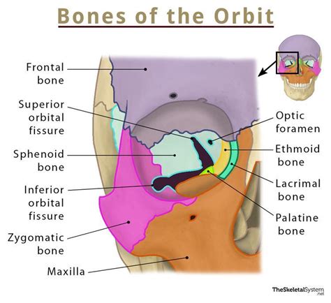 Description of Orbit Structure