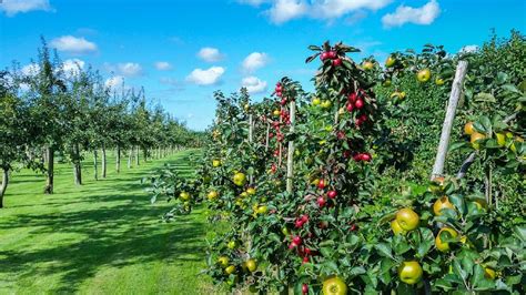 Orchard Farming