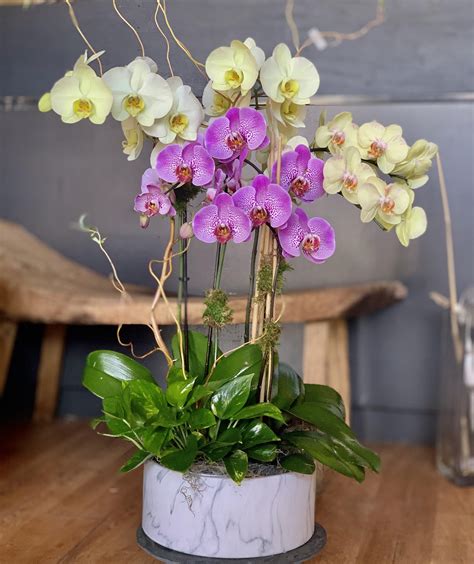 Orchid Arrangement