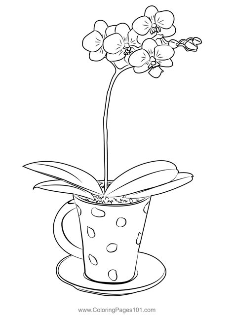 Orchid coloring page