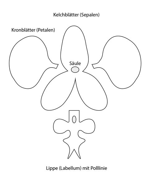 Orchid Petal Template