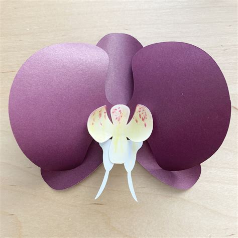 Orchid Template