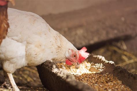 Organic Chicken Feed Benefits Image 4