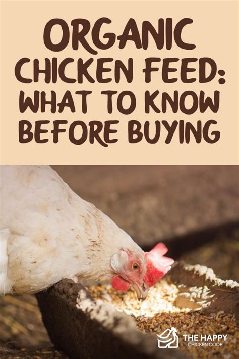 Organic Chicken Feed Tips Image 8