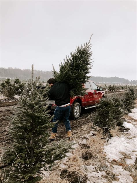 Organic Christmas Tree