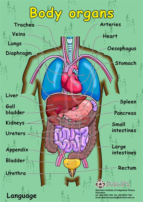 Organs of the Human Body