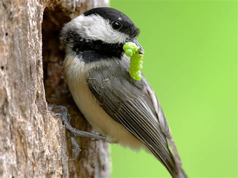 Ornithology research