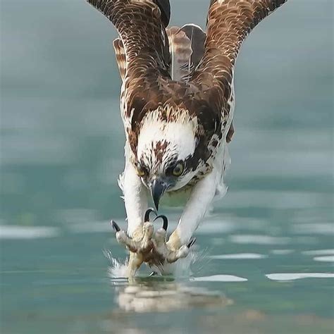 Osprey diving