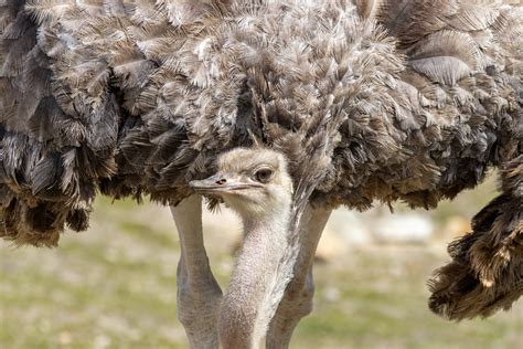 Ostrich running