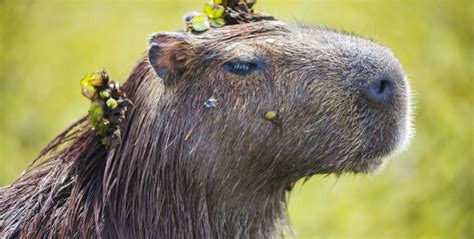 Other animals attracted to hummingbird feeders