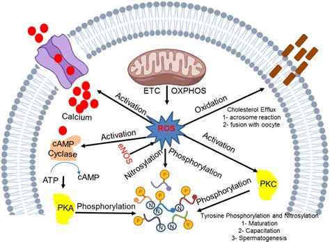 Oxidative stress system illustration