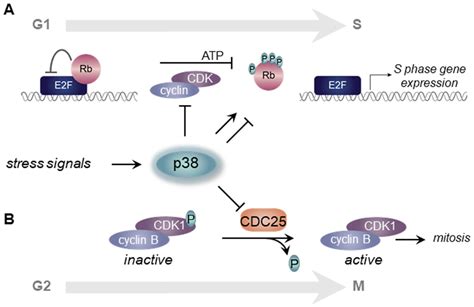 P38 Lifecycle