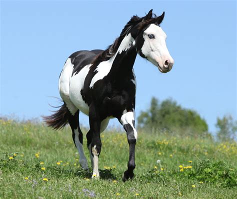 Paint horse