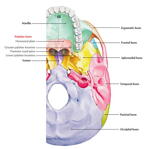 Palatine Bones Structure