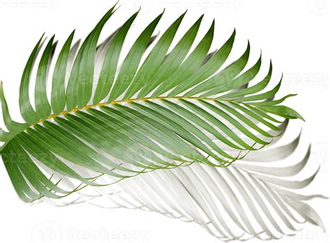 Palm branches coloring page