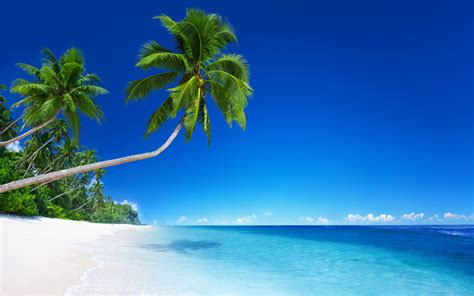 Palm tree on the beach