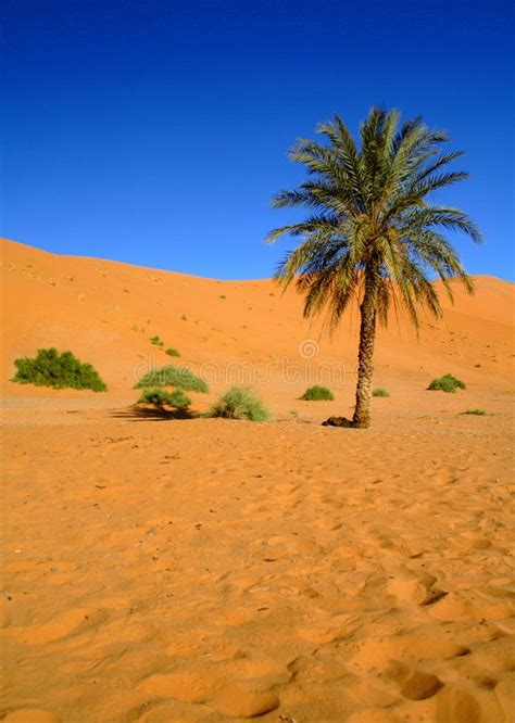 Palm tree in the desert