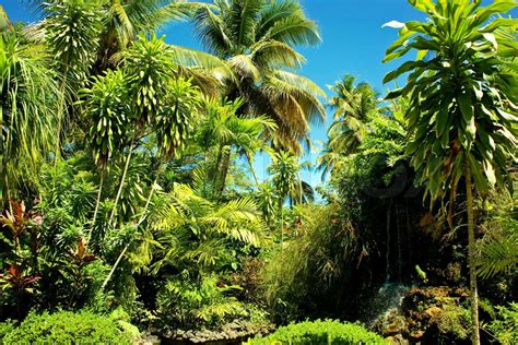 Palm tree in the forest