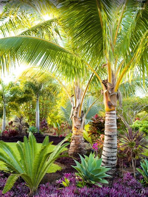 Palm tree in the garden