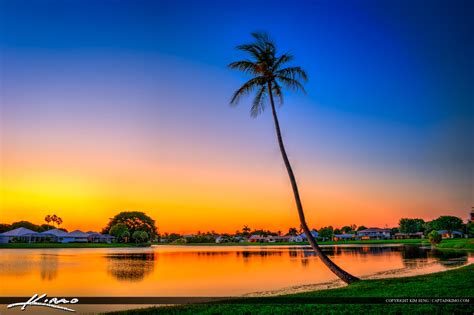 Palm tree by the lake