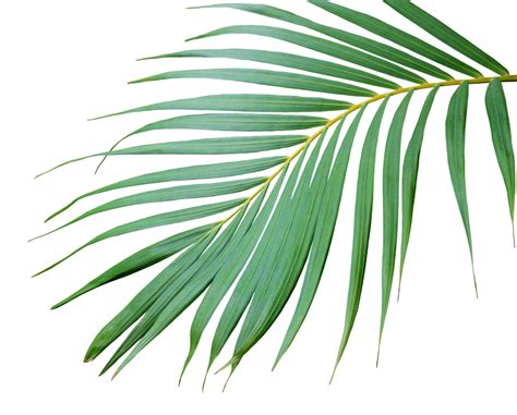 Palm tree leaf with stem