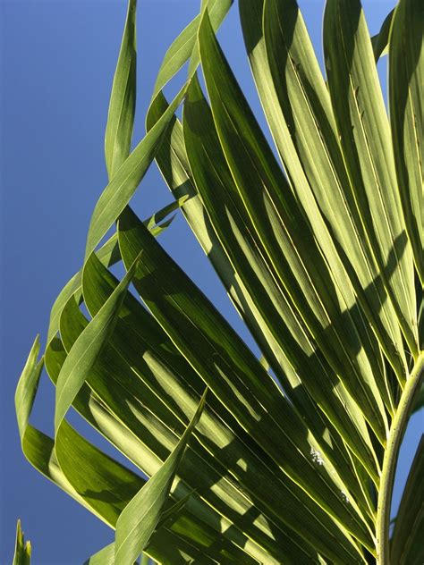 Palm tree leaf with stem