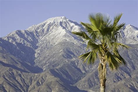 Palm tree in the mountains