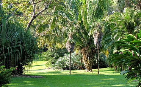 Palm tree in the park