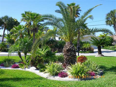 Palm tree in the yard