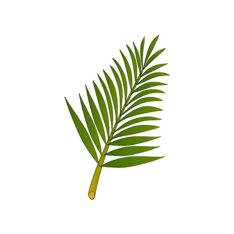 Palm Tree Leaf Drawing