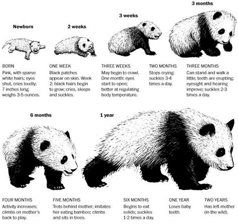 Panda bear behavior in the wild