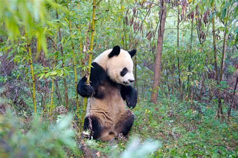 Panda bear climate change impacts