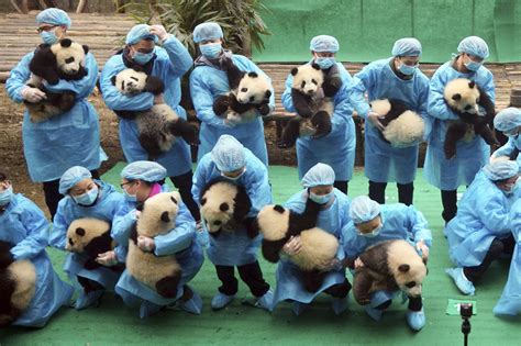 Panda bear conservation efforts