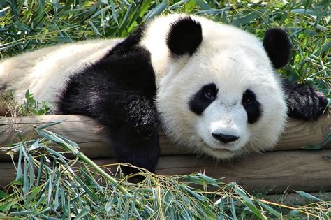 Panda bear conservation status