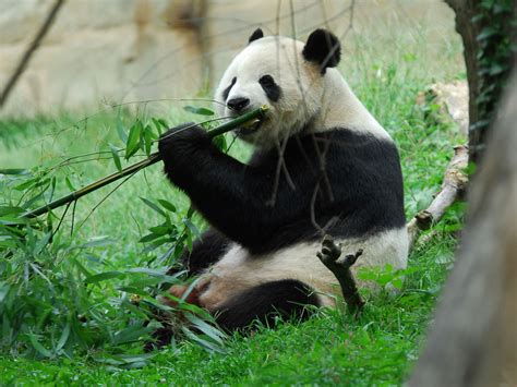 Panda bear diet and nutrition