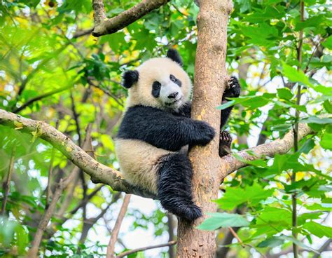 Panda bear habitat in China