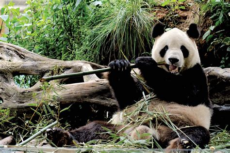 Panda bear habitat in China