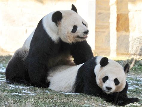 Panda bear reproduction and lifespan