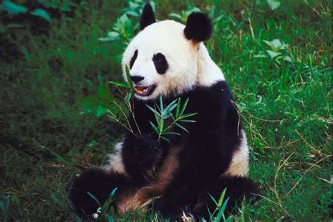 Panda bear research and studies