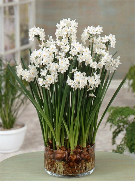 Paperwhite Narcissus Christmas Flower Bulbs