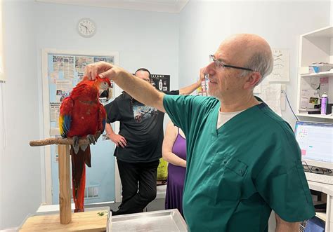 A Blue Fronted Amazon parrot at the vet